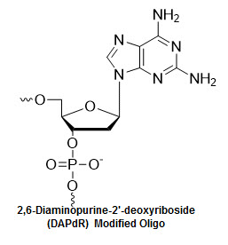 Bio-Synthesis Inc. Oligo Structure